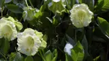 Cathedral bells flowers