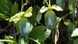 Cathedral bells leaves