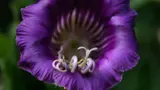 Cathedral bells purple flower