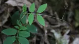Cathedral bells small plant