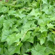 German ivy