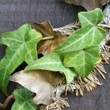 english ivy