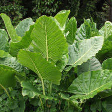 Elephants ear
