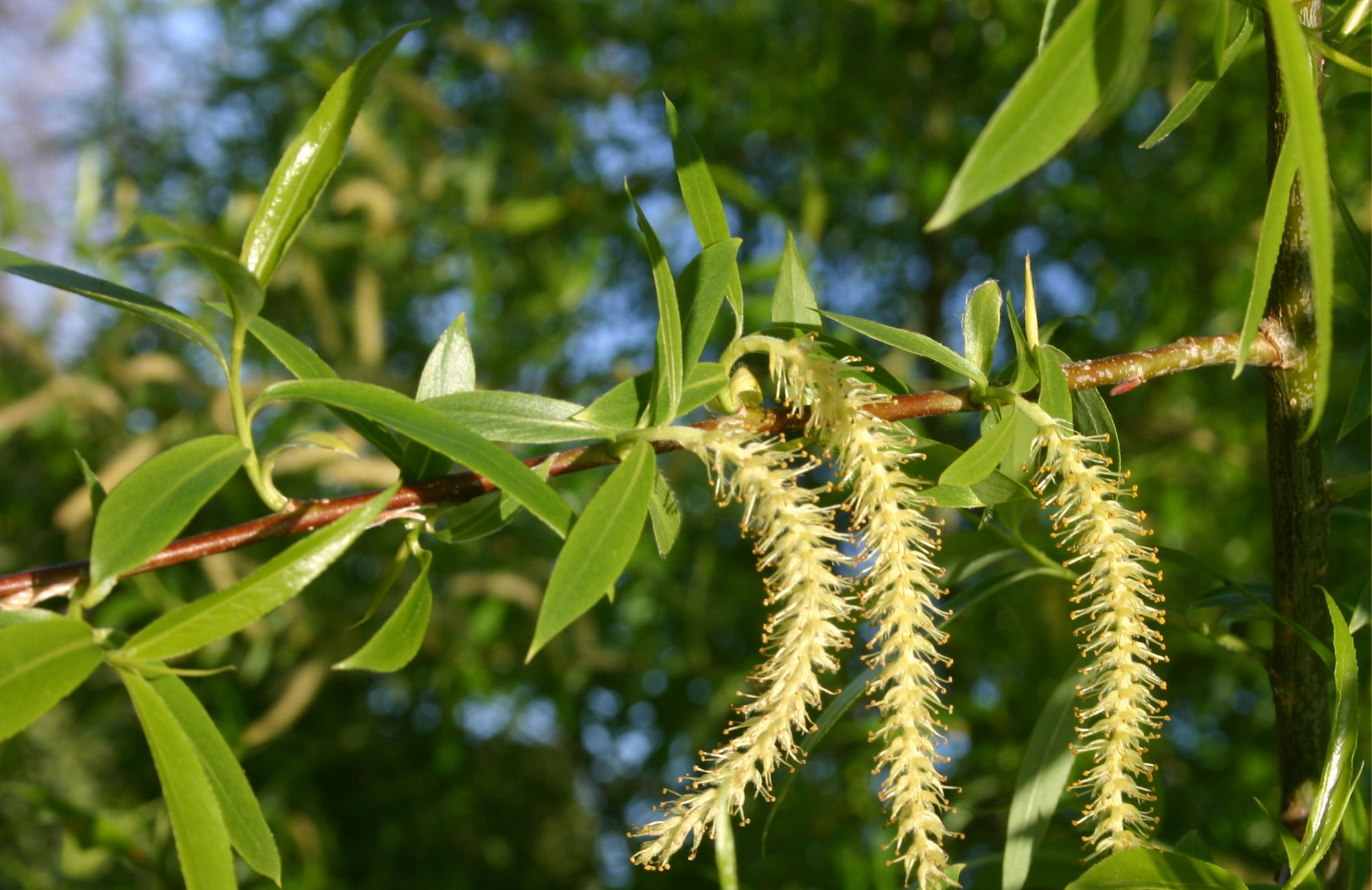 Вид ивы 3. Ива ломкая Salix fragilis. Ива ломкая (Salix fragilis) «bullata». Ива ломкая (Salix fragilis), Ракита. Ива ломкая (Salix fragilis l.).