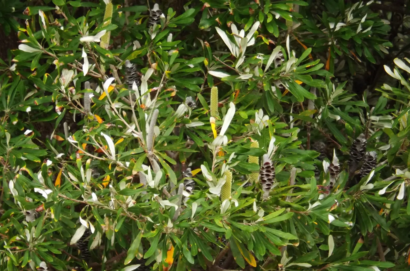 Shrubs and trees