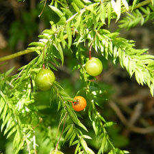 climbing-asparagus
