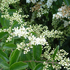 chinese privet