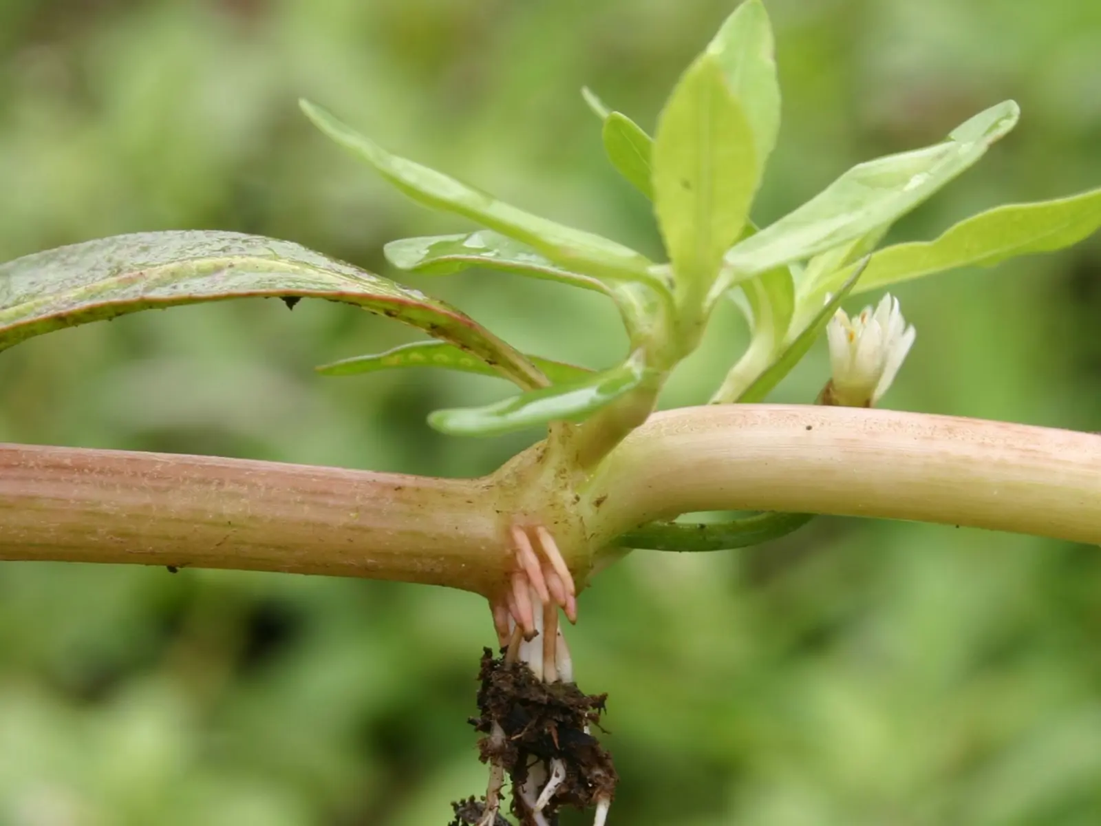 Weed Raptor Alligator weed