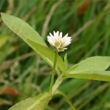 alligator weed