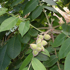 japanese walnut
