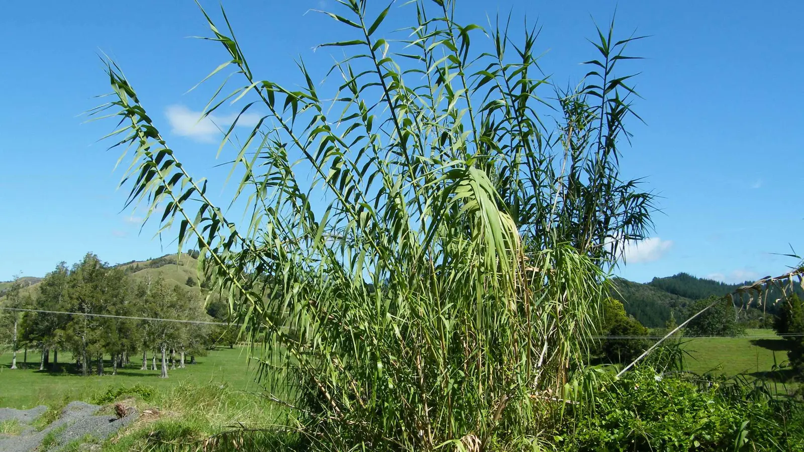 Giant reed