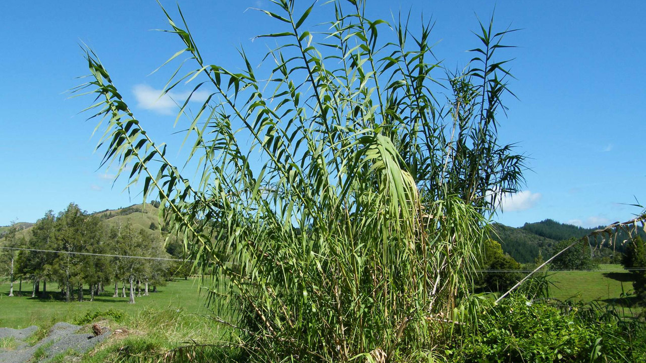 Giant reed