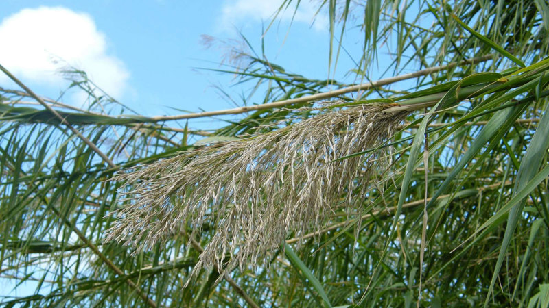 Giant reed
