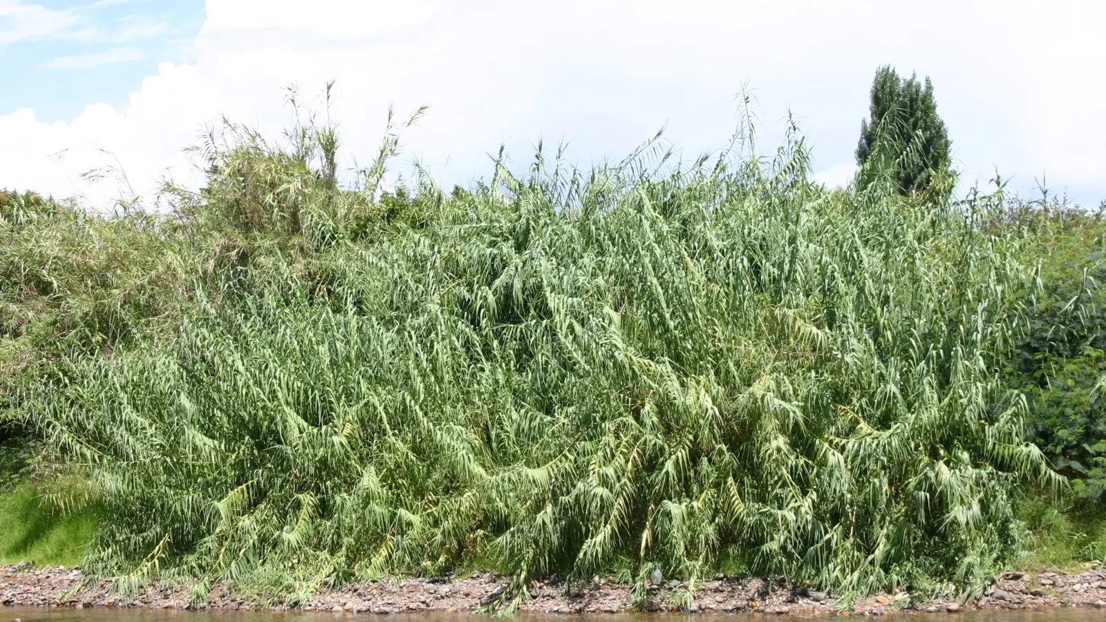 Giant reed