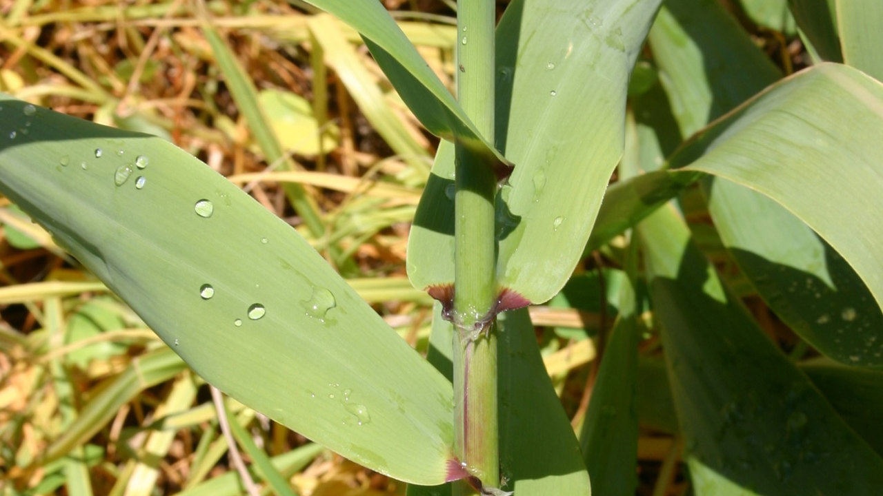 Giant reed