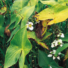 Sagittaria