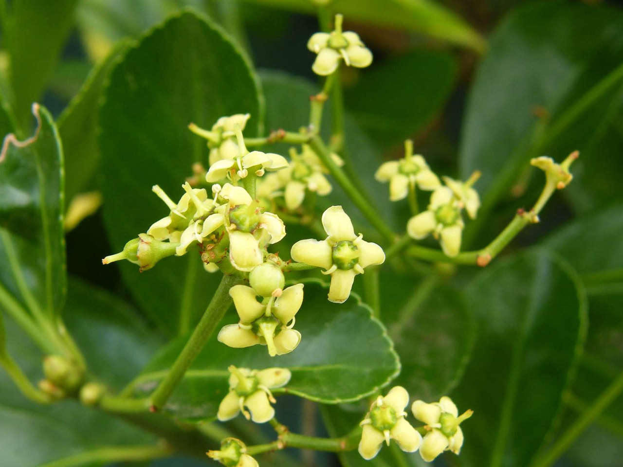 Japanese spindle tree