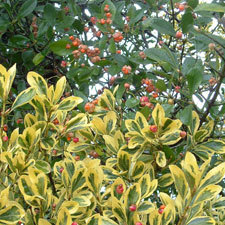 Japanese spindle tree