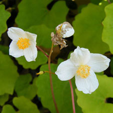 snow poppy