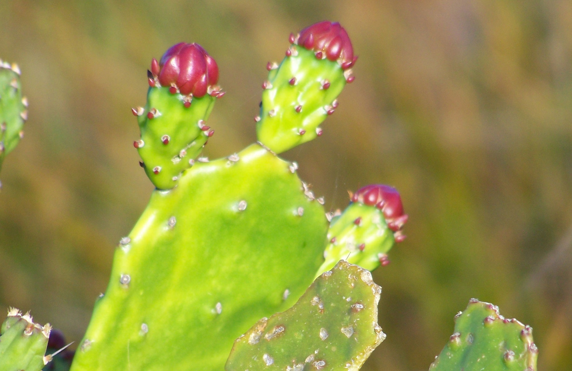 Cactus Cleaner Removing thorns from nopales 