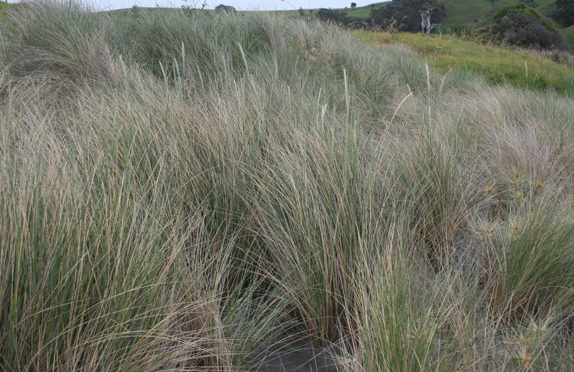 Marram grass