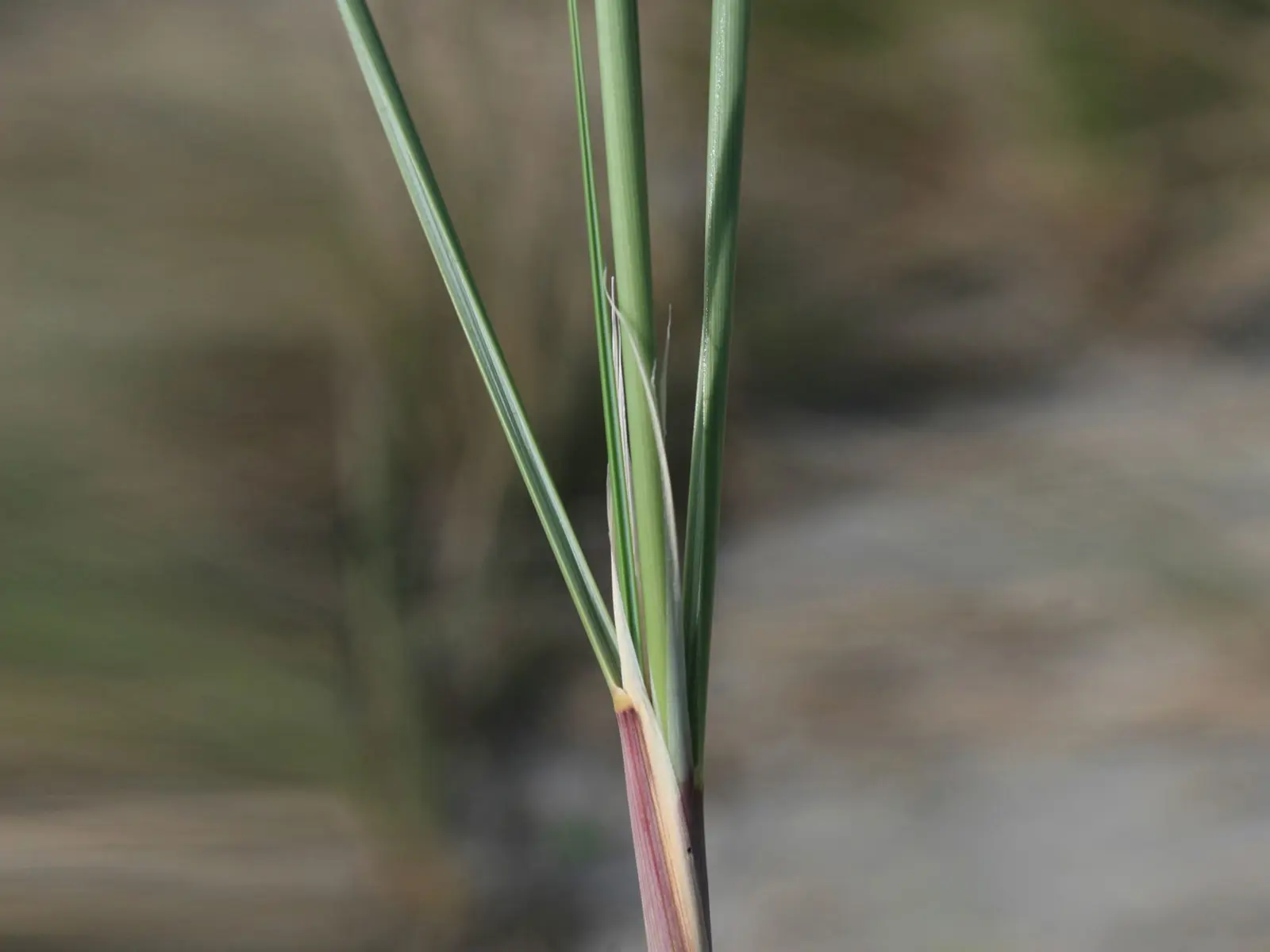 Marram grass