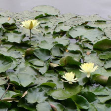 mexican water lily