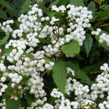 mist flower