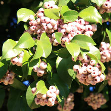 monkey apple