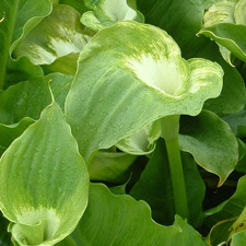 Green goddess lily