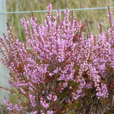 heather