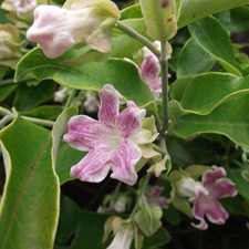 moth plant