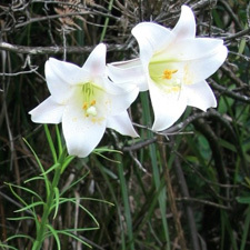 Formosa lily