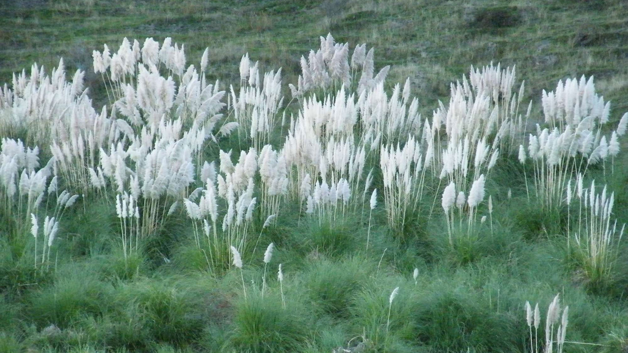 Pampas