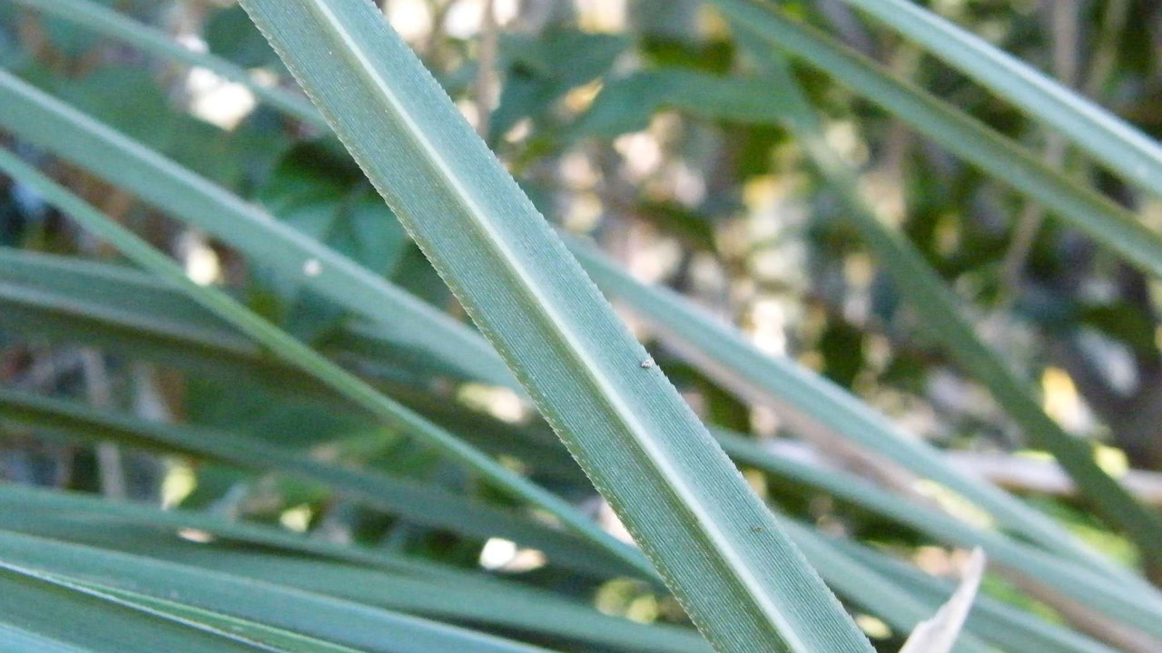 Pampas