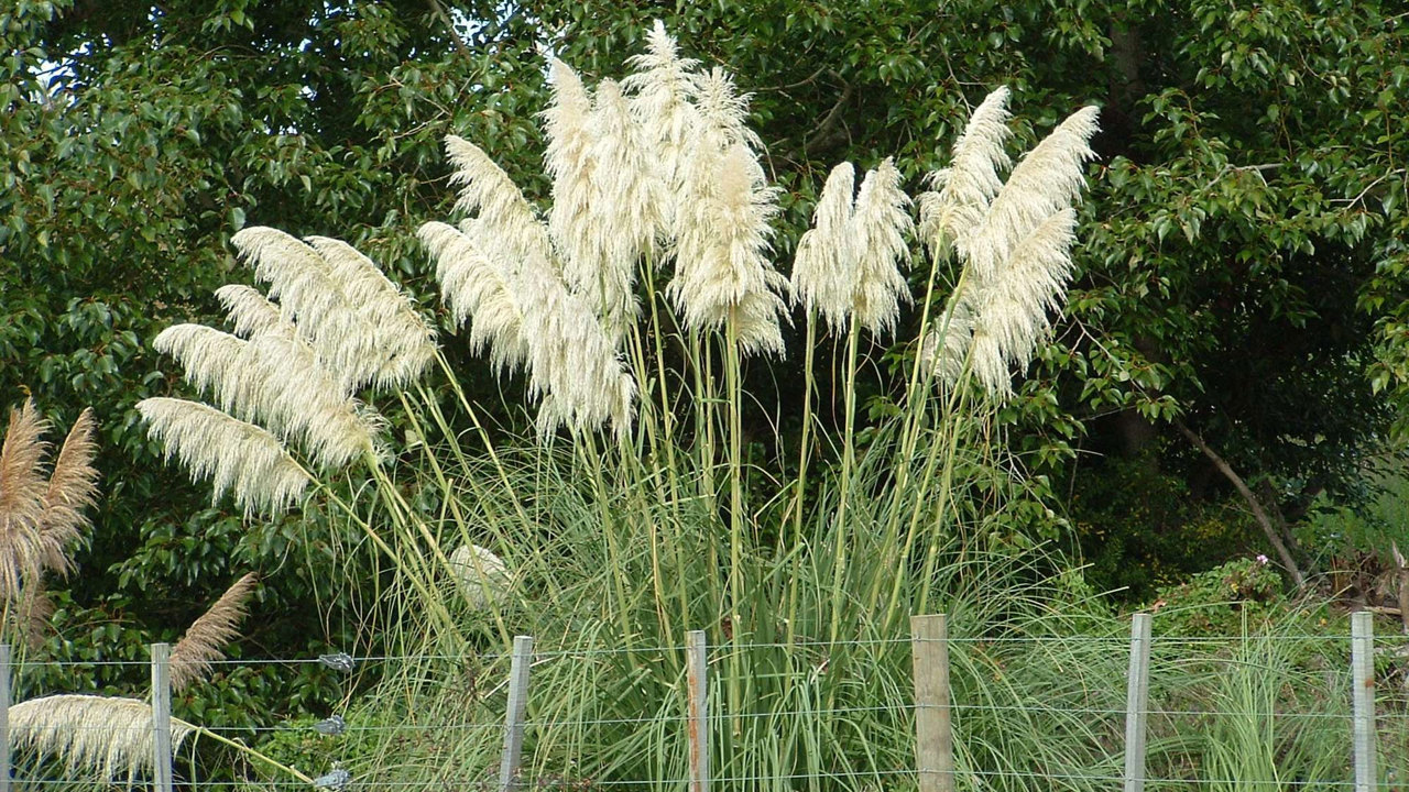 Pampas