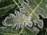 white edged nightshade leaf