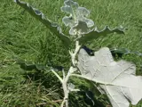 white edged nightshade leaf underside