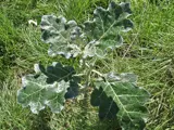 white edged nightshade plant