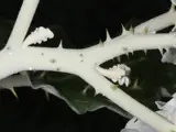 white edged nightshade stem