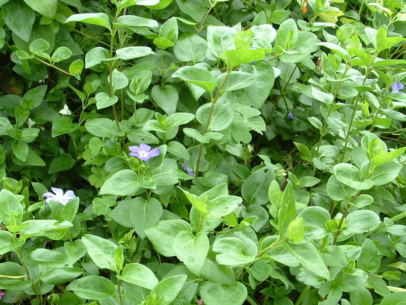Periwinkle