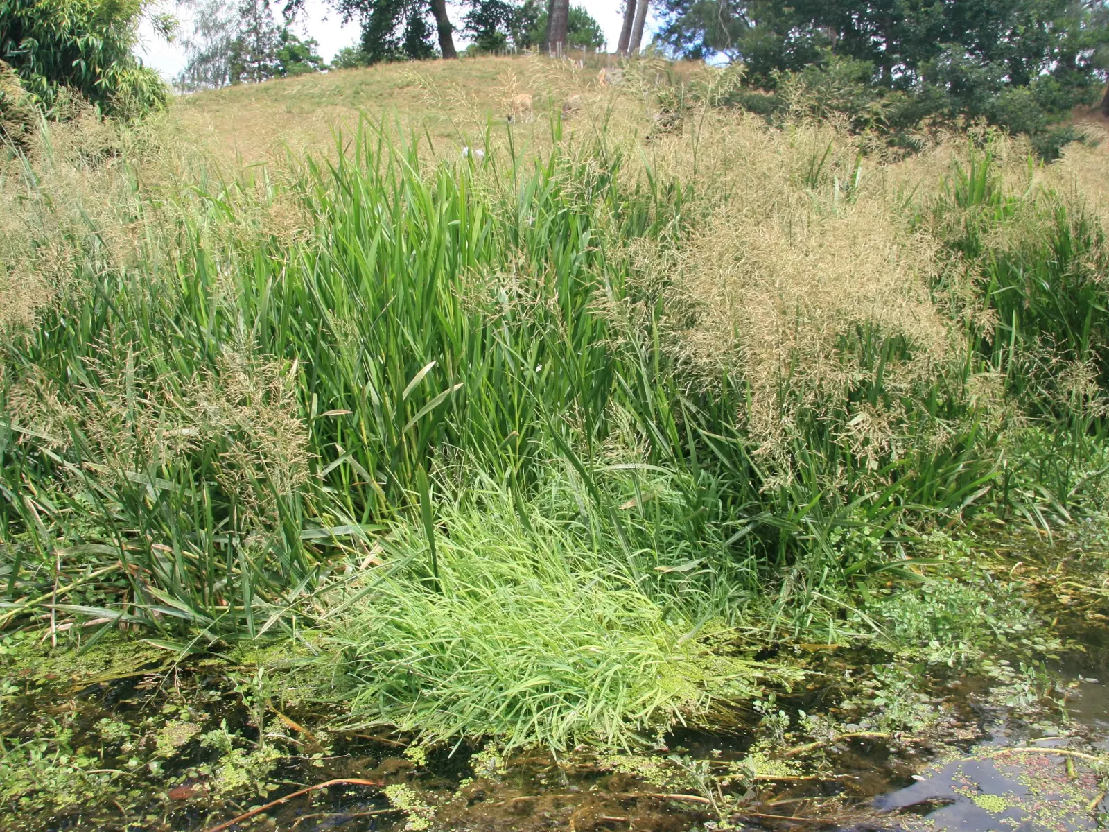 Reed sweet grass