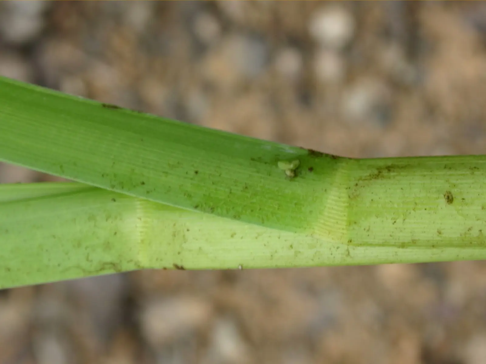 Reed sweet grass