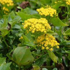 cape ivy