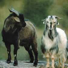 feral goats
