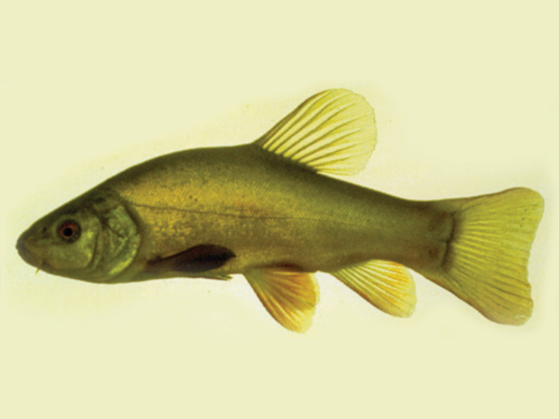 Tench Invasive Tench