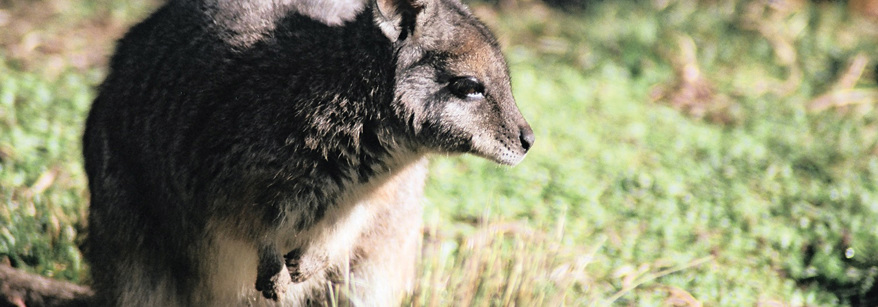 Wallaby