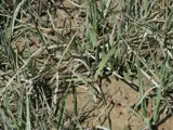 Spartina pest plant