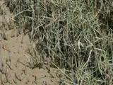 Spartina pest plant