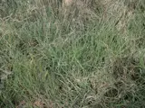 Spartina pest plant